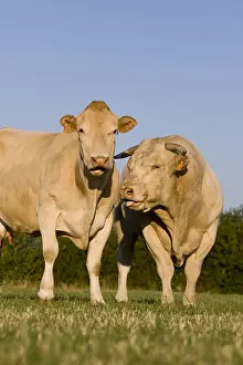 Blond: Cow and blond d'Aquitaine bull in the meadow
