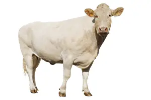 Blonde: A Cow Blonde d'Aquitaine