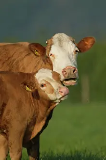 Taurus: Cow (Bos taurus) adult animal and juvenile calf