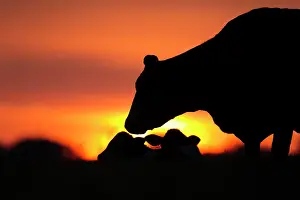 Taurus: Cow (Bos taurus) adult animal and two juvenile calves