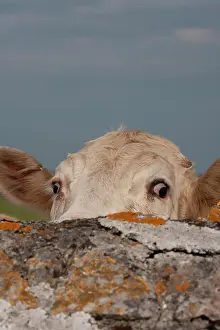 Welsh: Cow (Bos taurus) adult animal looking over a stone