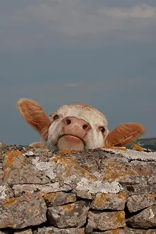 Welsh: Cow (Bos taurus) adult animal looking over a stone