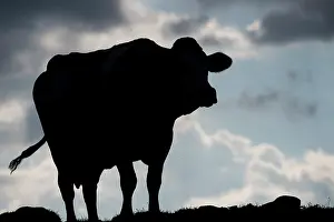 Taurus: Cow (Bos taurus) on meadow in backlight at sunset