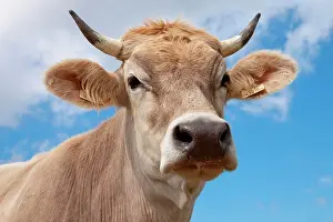 Taurus: Cow (Bos taurus primigenius)