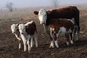 Taurus: Cows