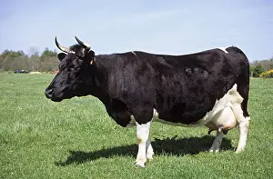 Noire: Cow Bretonne Pie Noire in a meadow Britain France