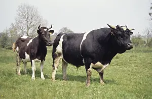 Tauruses: Cow and bull Bretonne Pie Noire in a meadow Britain France