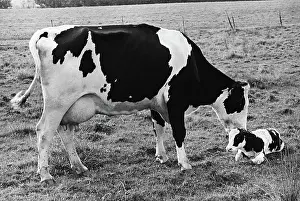 Bovinae: Cow and Calf