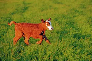 Angus: Cow Calf Angus Hereford cross running in meadow