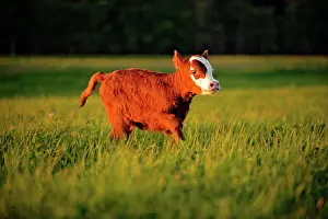 Angus: Cow Calf Angus Hereford cross running in meadow, portrait