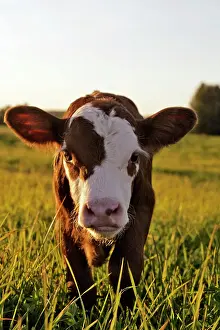 Angus: Cow Calf Angus Hereford cross standing in meadow