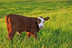 Angus: Cow / Calf - Angus Hereford cross standing in meadow