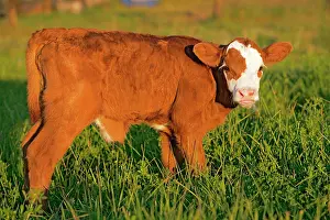 Angus: Cow Calf Angus Hereford cross staninding in meadow