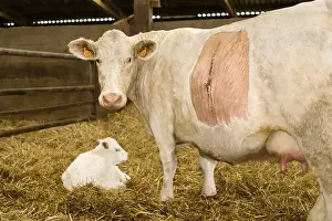 Operation: Cow with its calf after a caesarean France