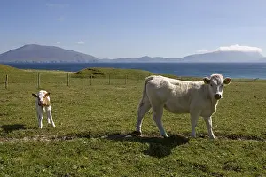 Littorals: Cow and calf in the sea in Ireland