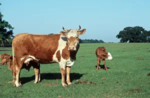 Pastoral: COW & CALVES