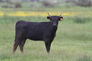Blacks: Cow Camargue in meadow - France