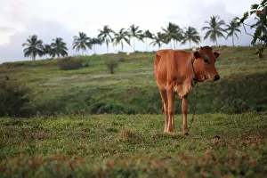 Attach: Cow chained in a field with palm Bay Mahault