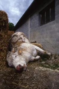 Pathologies: Cow Charolais and his calf dead of tuberculosis France