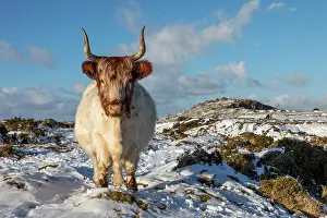 Cheesewring: Cow - Cheesewring - Snow - Cornwall - UK