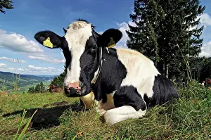 Chewing: Cow chewing on a cud on a pasture, Oberstaufen on