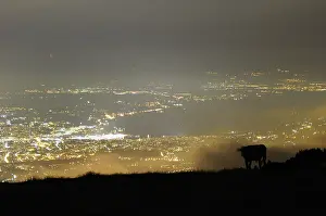Pollutions: Cow contemplating Geneva from Mount Saleve France