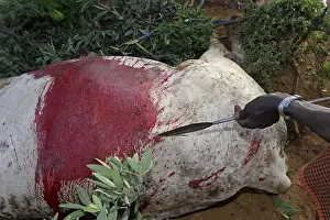 Connective: Cow cut during the Pokot Sapana Ceremony Kenya
