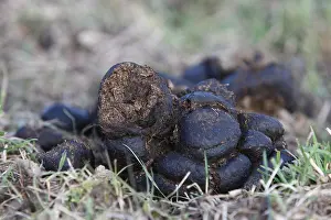Excretion: Cow dung in a meadow