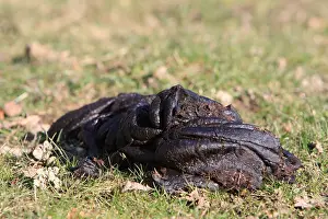 Excretion: Cow dung in a meadow