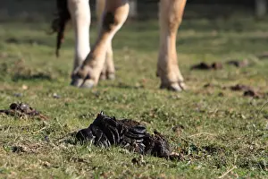 Excretion: Cow dung in a meadow
