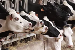 Aliments: Cow eating in a cow-shed
