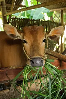 Swallowing: Cow eating grass from Gunung Rinjani NP - Indonesia