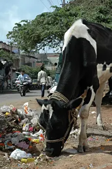 Scavanging: Cow eating plastic rubbish in an Indian street
