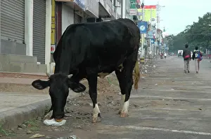 Scavanging: Cow eating plastic rubbish in an Indian street