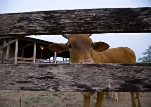 Corral: Cow in enlosure in Pantanal Brazil