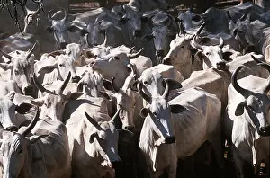 Herds: Cow farming - Nelore Indian cross