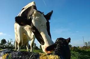 Births: Cow felt his new-born calf in the meadow