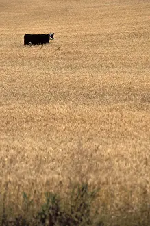 Produces: Cow in a field of grain Badlands Alberta Canada