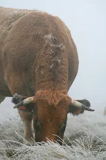 Ruminating: Cow during the first frost Aubrac in Lozere France