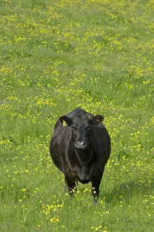Orkneys: Cow - in flower meadow