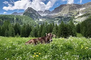 Austrian: Cow in flower meadow, Wurzeralm, Warscheneck, Upper