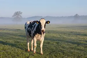 Primigenius: Cow fog Domestic Cattle cow in morning fog Lower Saxony