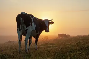 Primigenius: Cow fog Domestic Cattle cow at sunrise Skane, Sweden
