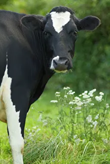 Anthony Harrison: Cow - Friesian heifer portrait