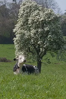 Orchards: Cow and fruit trees in an orchard in Normandy France
