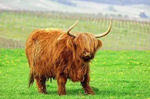Completely: Cow with gender specific horns, Scottish Highland