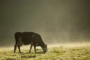 Mists: Cow grazing in a field Pays Basque France