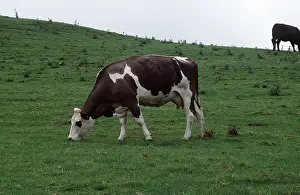 Pastoral: COW - grazing in grass meadow