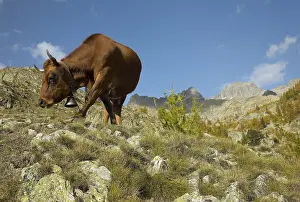 Phytophages: Cow grazing in Madone de Fenestre pasture Mercantour NP