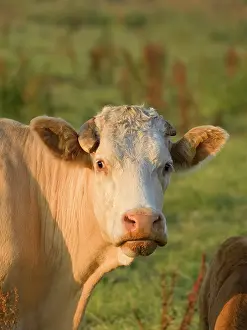 170821: Cow on grazing marsh - Norfolk UK